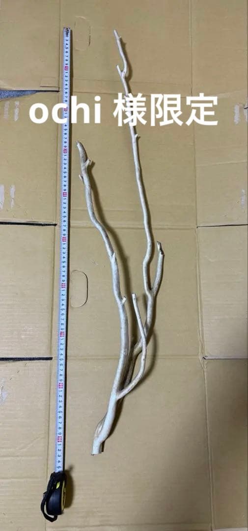 珊瑚　深海松 レインボーコーラル 原木 希少