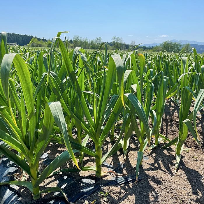 【最上級品】青森県倉石産にんにく福地ホワイト六片種2Lサイズ 5kg