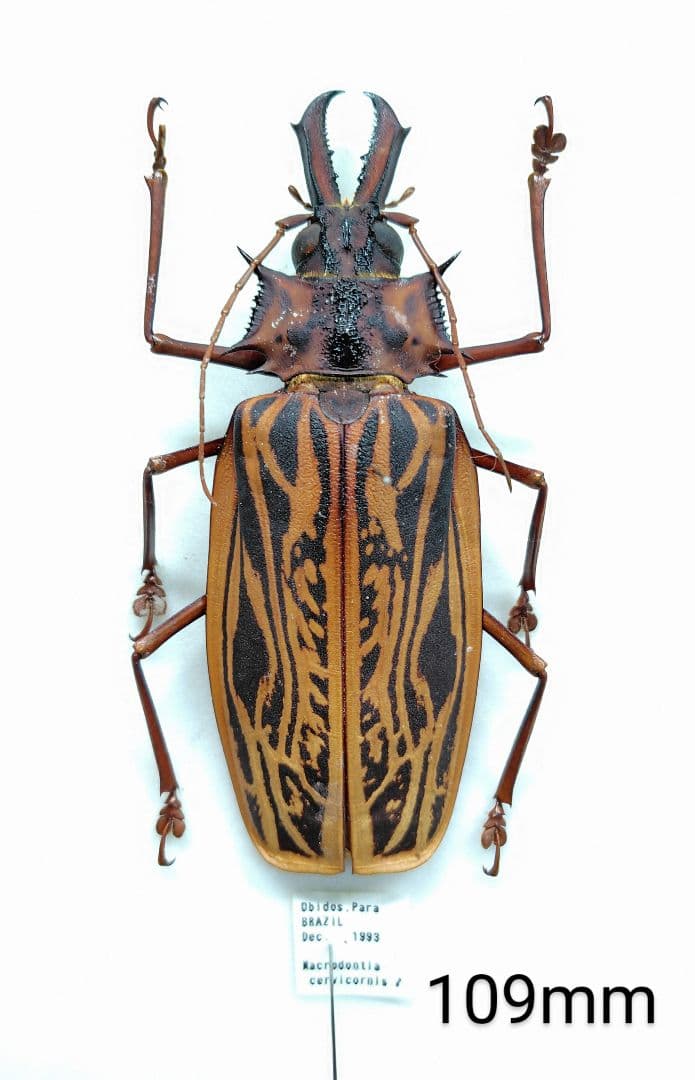 ナンベイオオキバウスバカミキリMacrodontiacervicornis標本