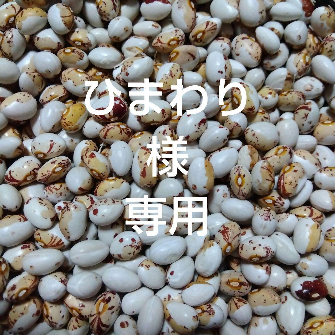 ひまわり　