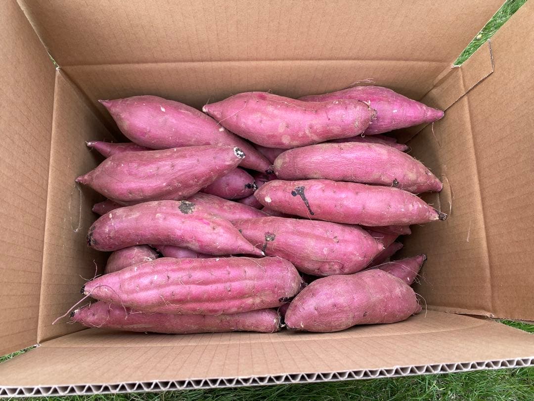 茨城県産紅はるかM100キロ　海花品