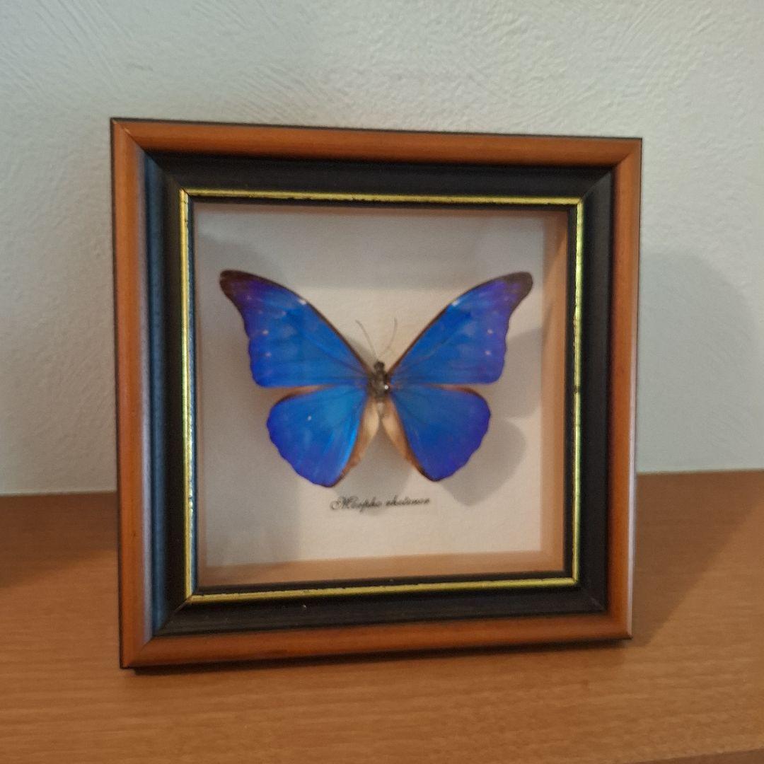 Morpho rhetenor蝶　レテノールモルフォ　標本
