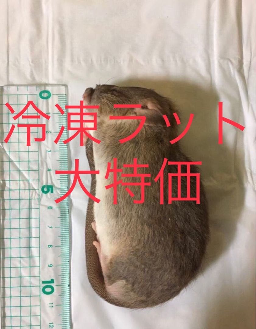 冷凍M100匹
