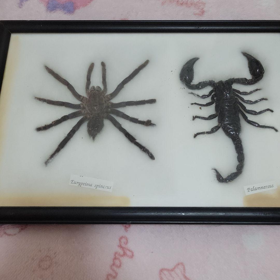 クモとサソリの標本 黒色フレーム付き