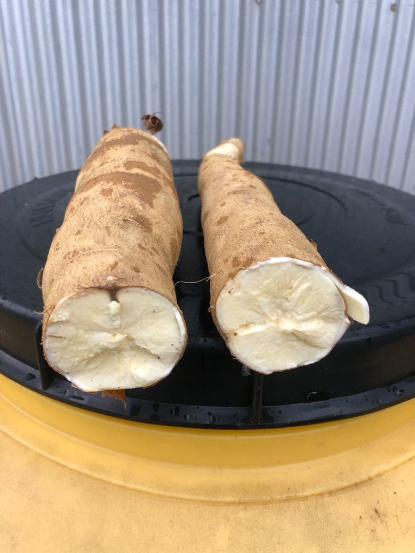 徳之島産キャッサバ生芋イエロー20キロいり