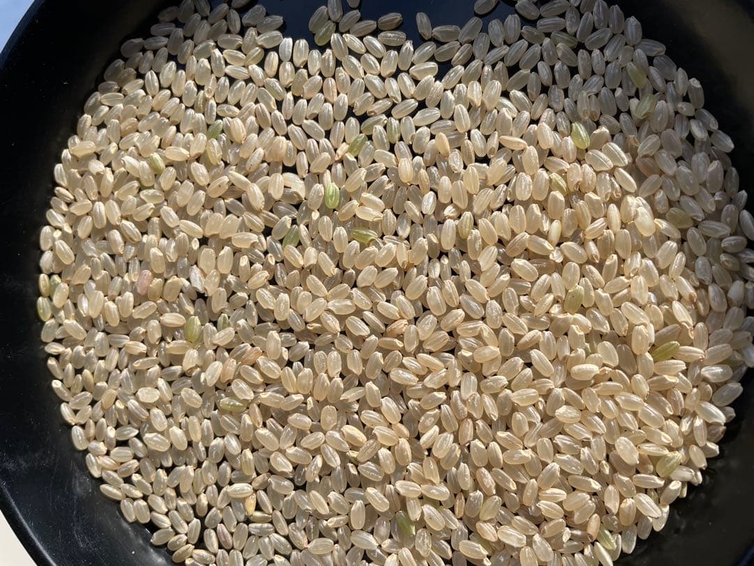 山形県産 はえぬき玄米 30kg 送料無料
