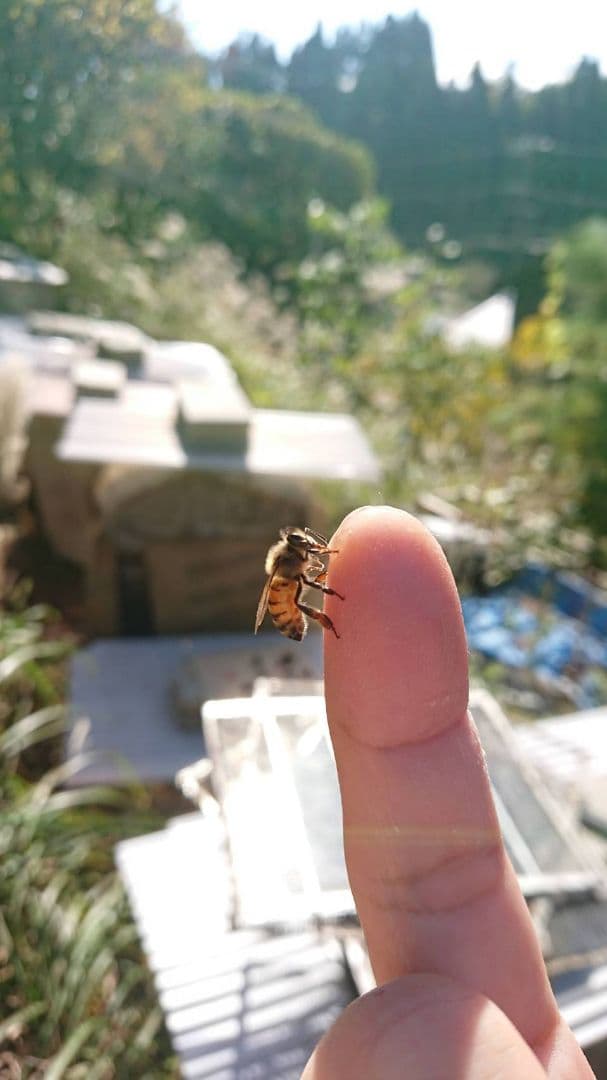国産　純粋　蜂蜜　はちみつ　1.2kg 栗蜜　夏蜜