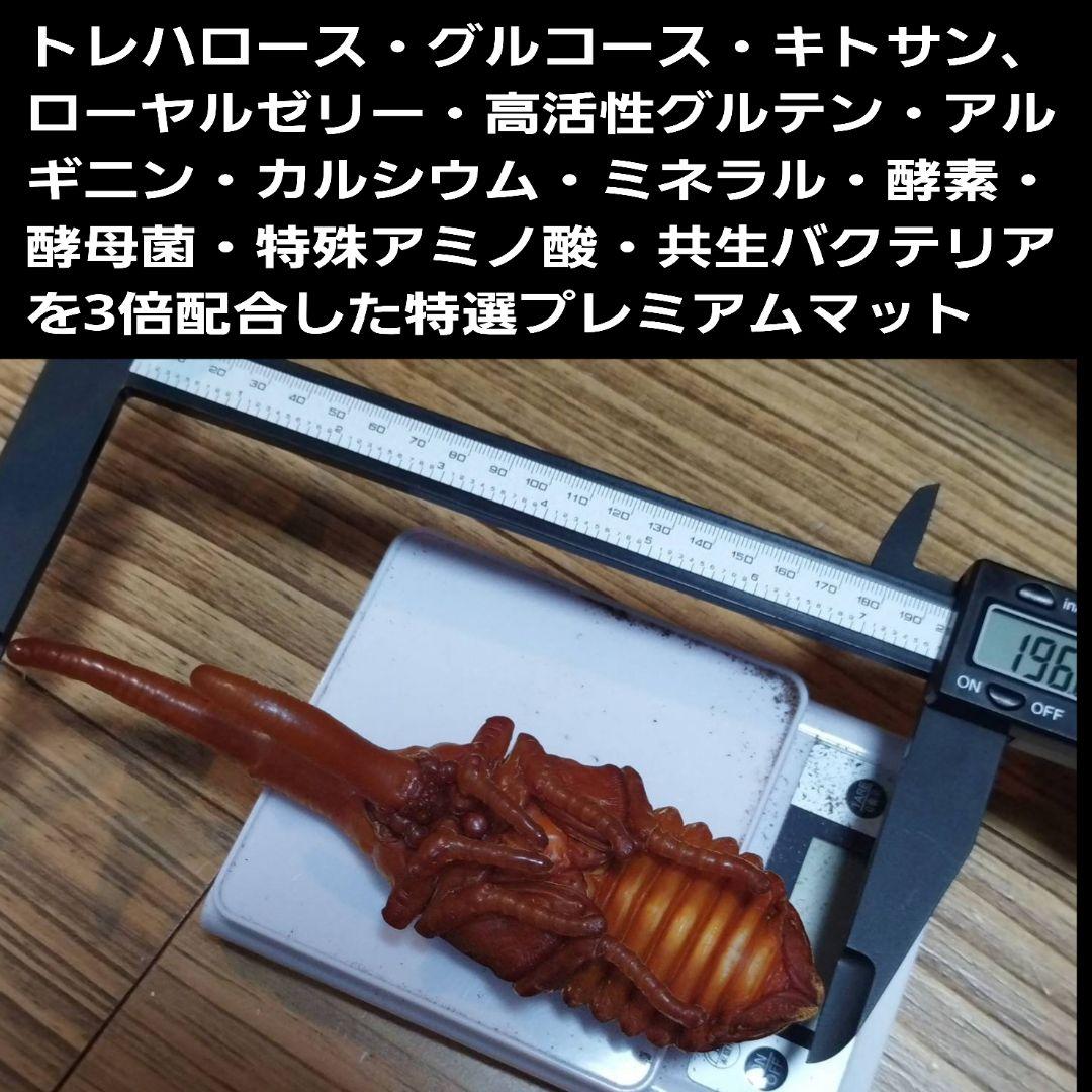 ヘラクレス181ミリ羽化実績！極上！プレミアム3次発酵カブトムシマット　100L