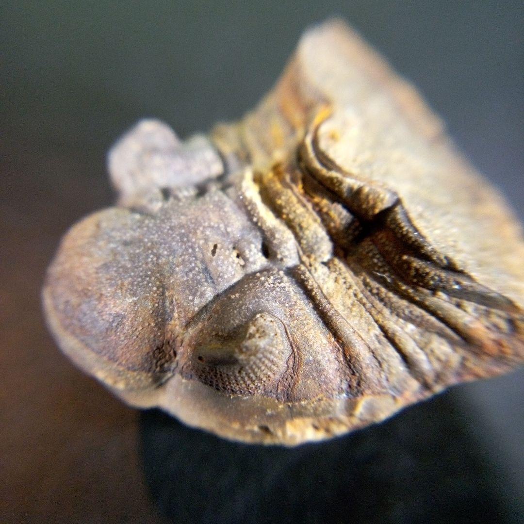 三葉虫　化石　fossil　ボリビア産　trilobite　海生動物個体⑤