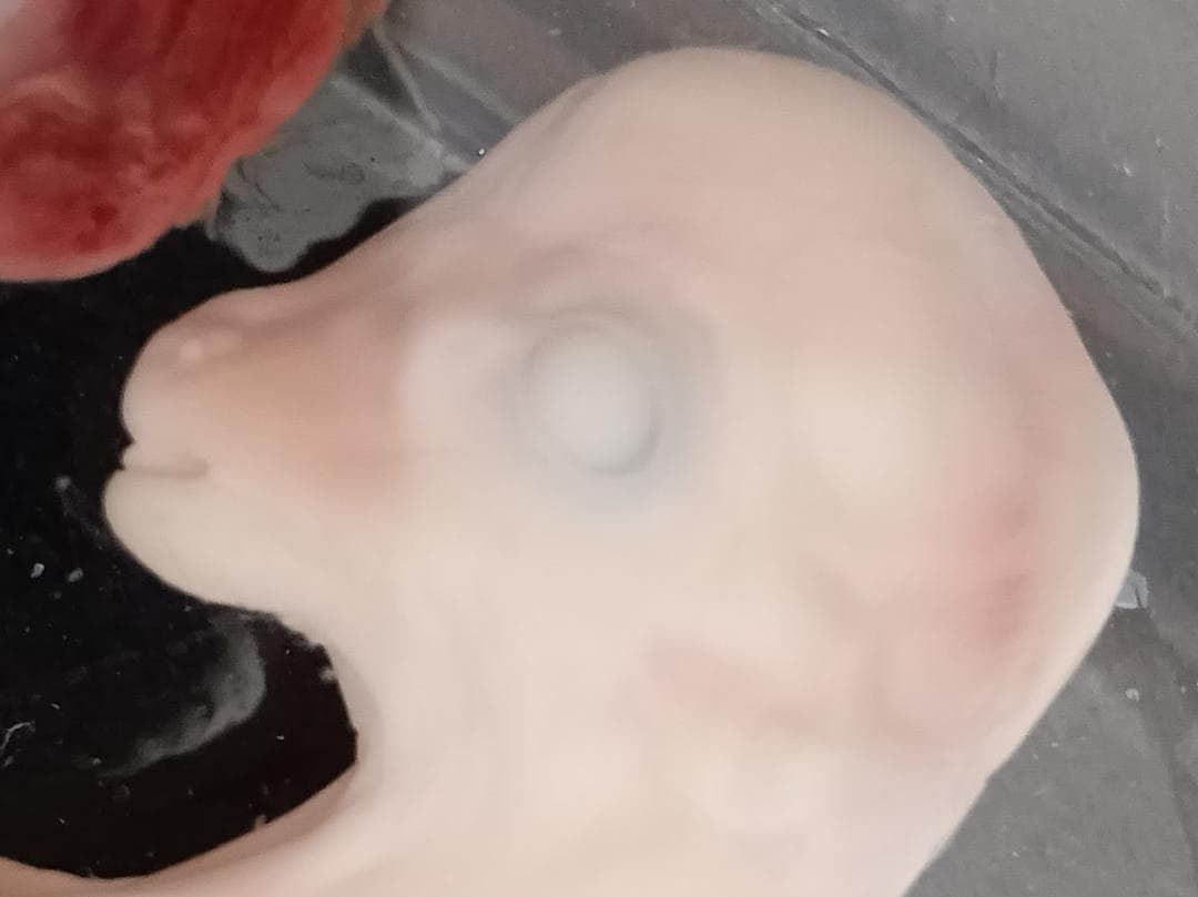 学術標本　種名ニホンジカ　胎児（♂）　エタノール浸漬標本　頭胴長約5cm