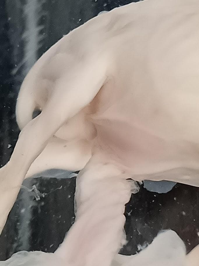 学術標本　種名ニホンジカ　胎児（♂）　エタノール浸漬標本　頭胴長約5cm