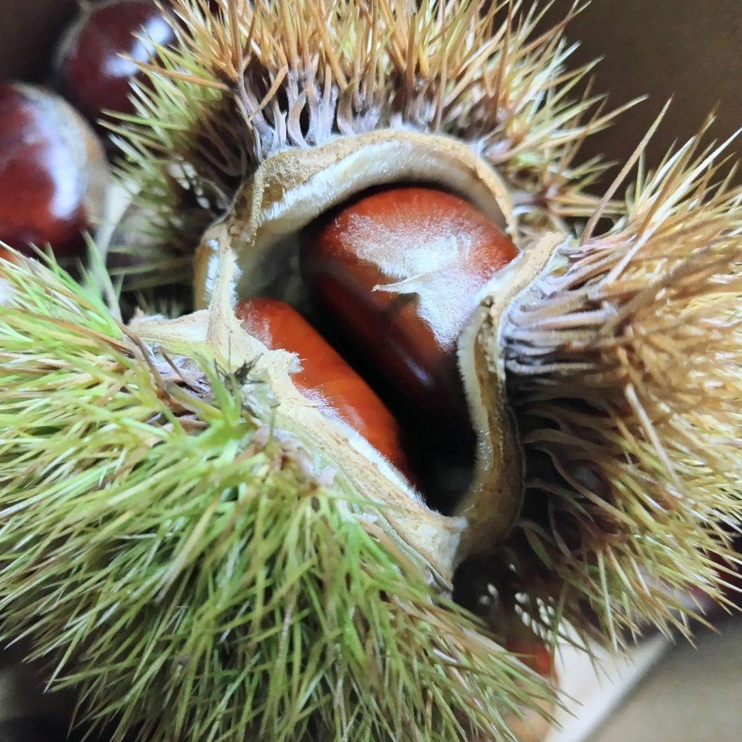 fkmm☆peach様用 栃木県産 利平栗 採れたて！ご要望サイズ 合計5キロ