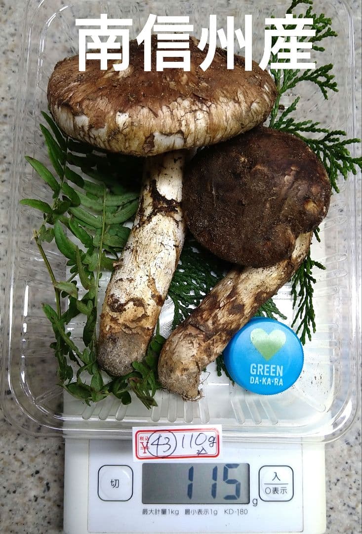43.南信州産松茸約110g（パック込み）