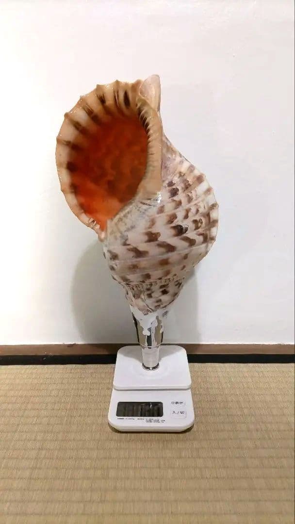 法螺貝　⑧