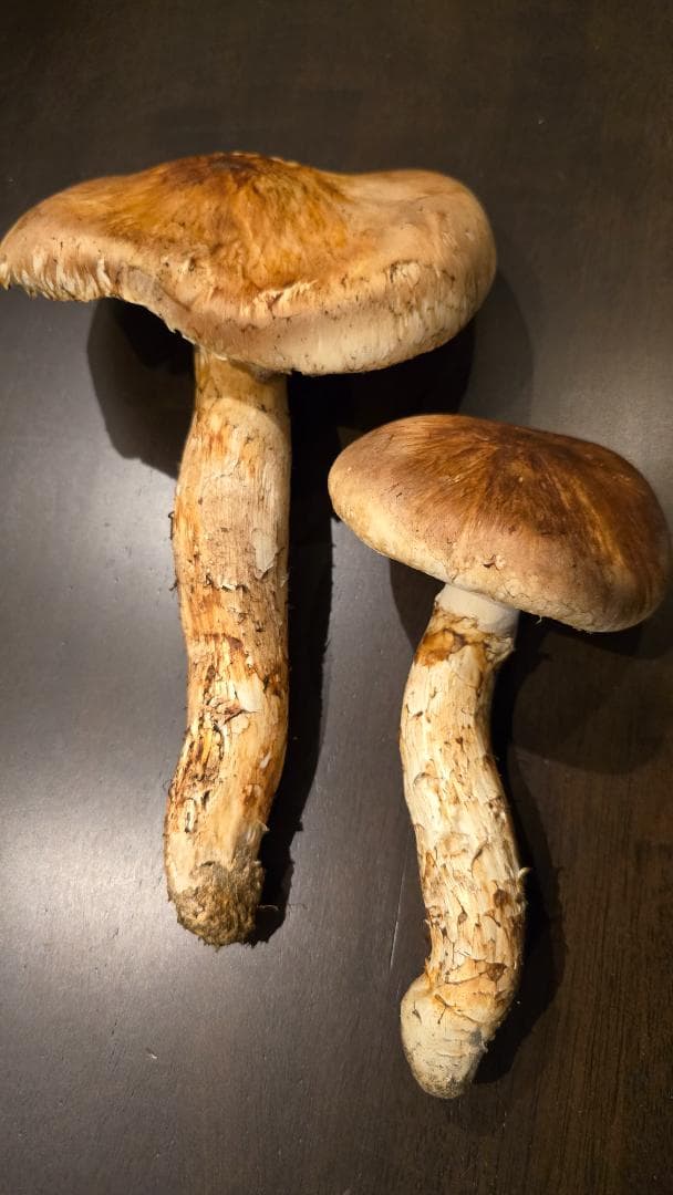 松茸 313g＋149g　10月14日獲れ 福島県産　会津