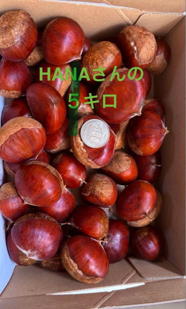 栗 生栗 5キロ　農薬不使用 サイズ(3L-4L)