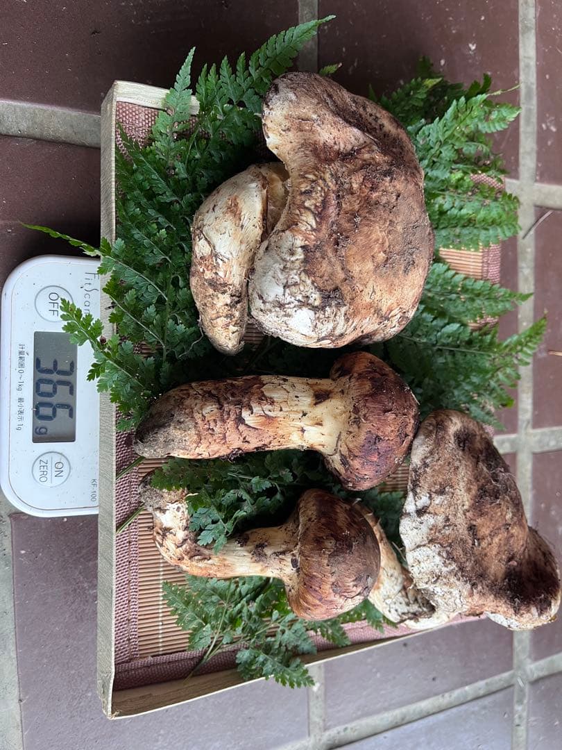 信州上伊那産　松茸　366g