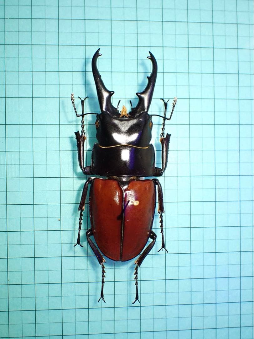 ナカジ　ラフェルトノコギリクワガタ　ハスタートノコギリクワガタ　2匹セット
