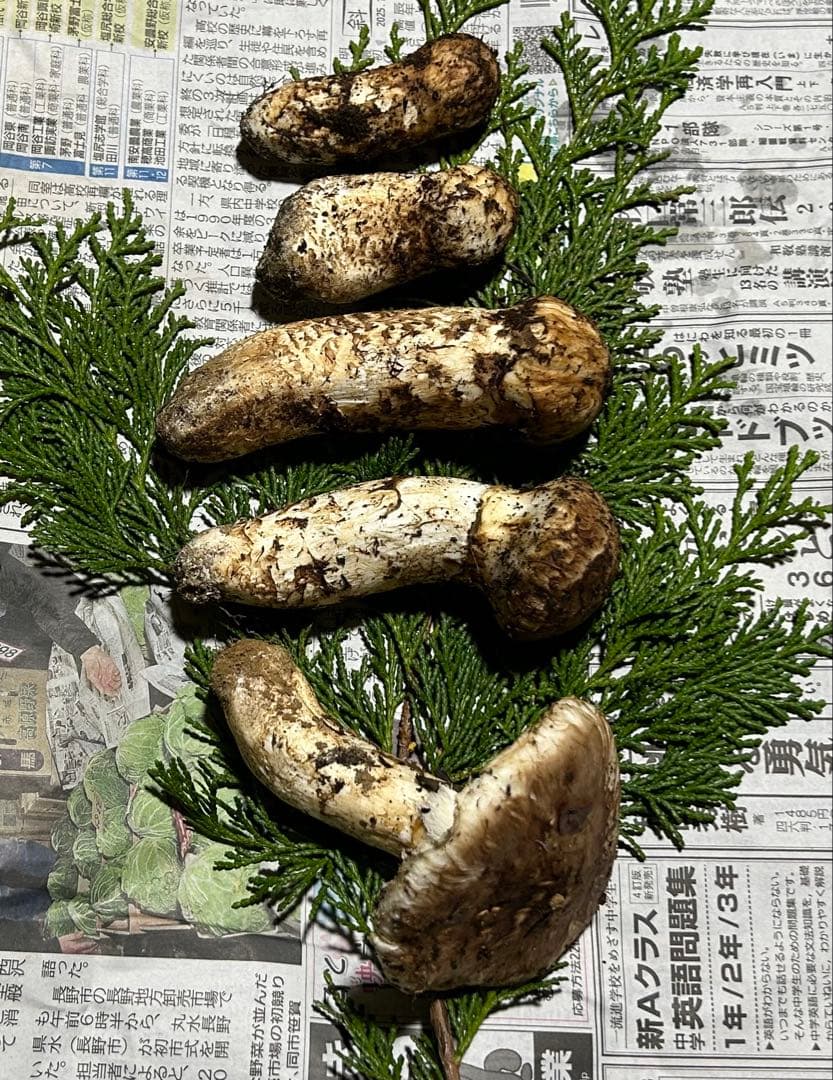 ☆信州産松茸☆今現在約190グラム☆まつたけ☆クール便送料着払い☆国産松茸☆①☆