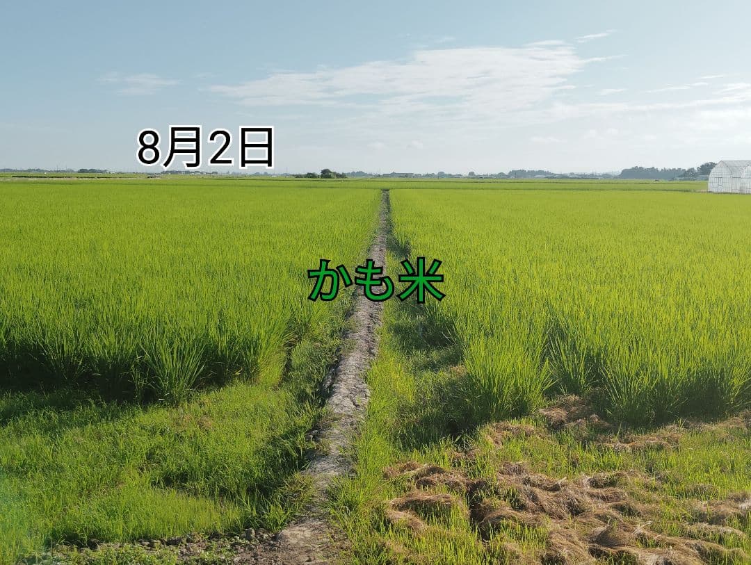 無農薬米新潟県産コシヒカリ20k