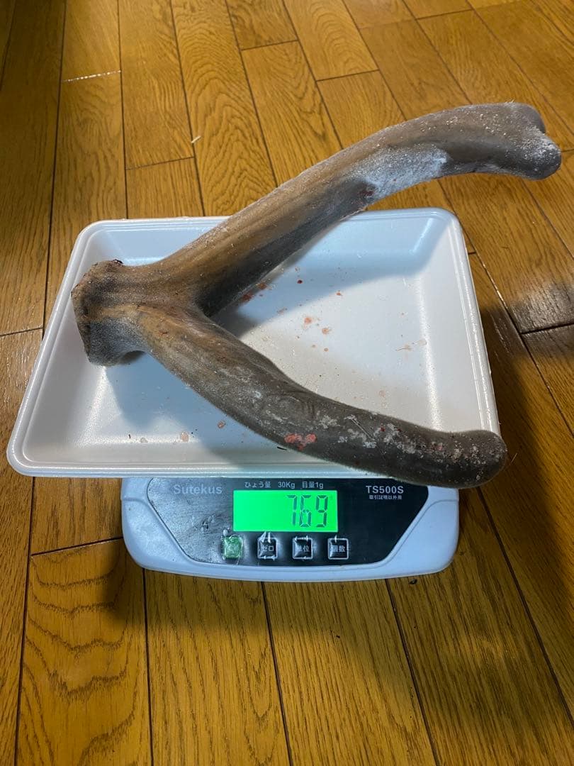 鹿茸　袋角