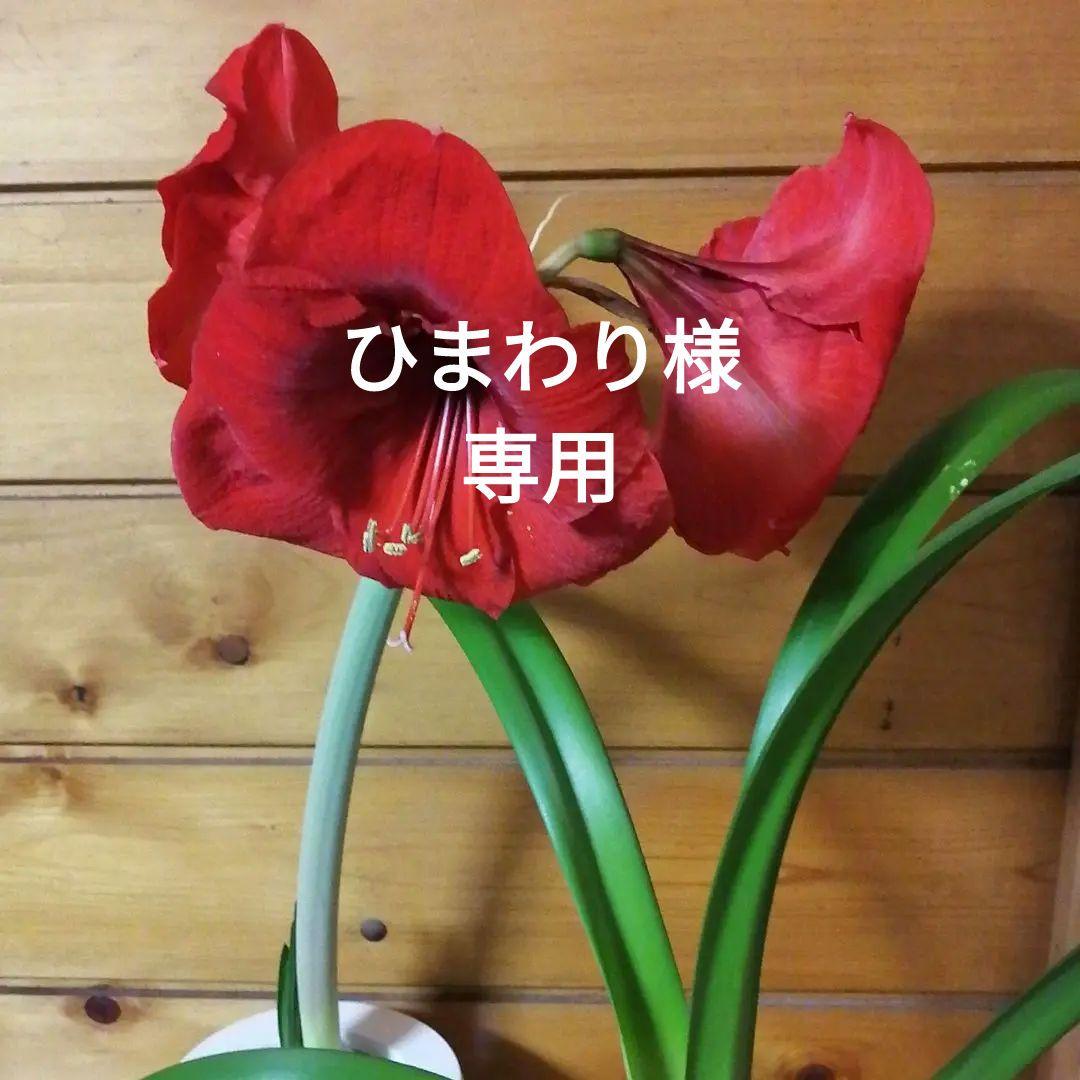 ひまわり