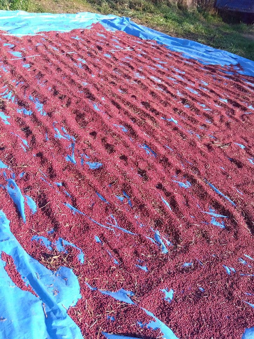 ひまわり　