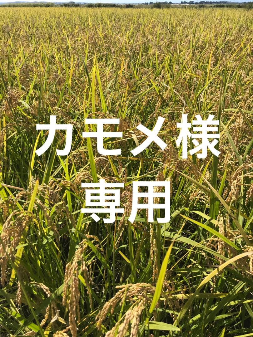カモメ