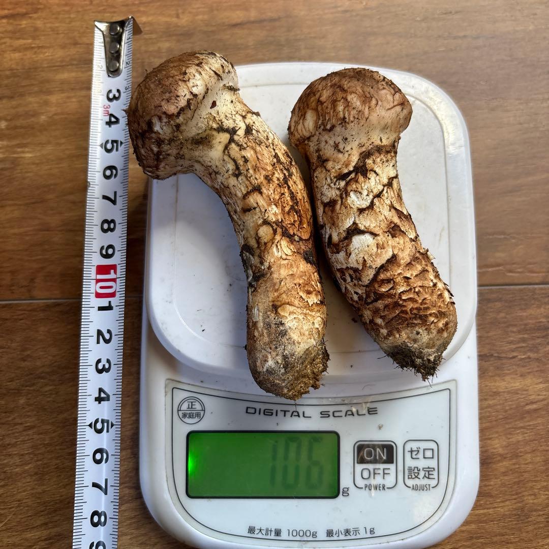 長野県南信州産‼️松茸 2本セット 106g 11/7朝採れ