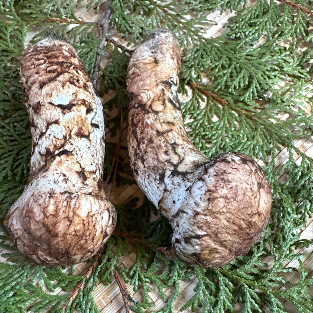 長野県南信州産‼️松茸 2本セット 106g 11/7朝採れ