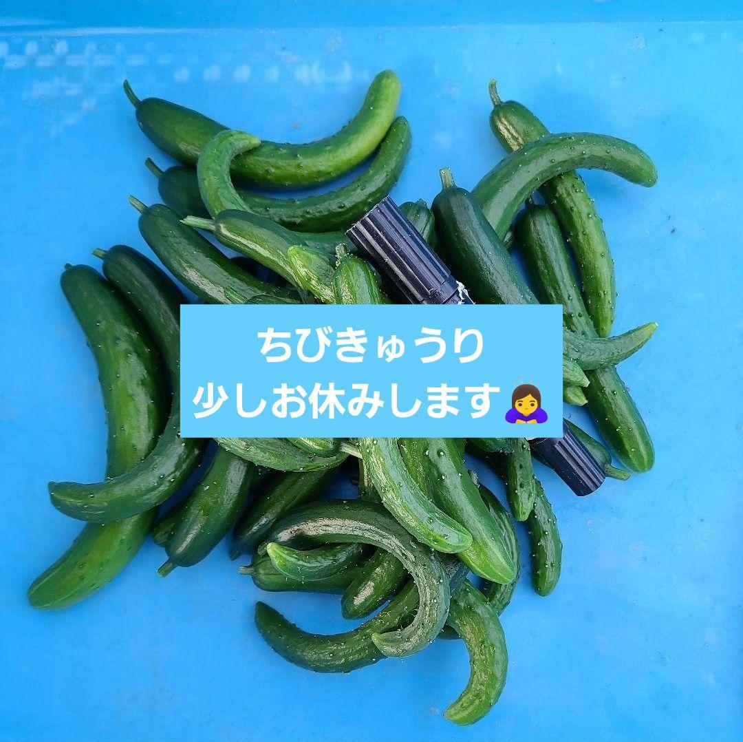 ちびきゅうり