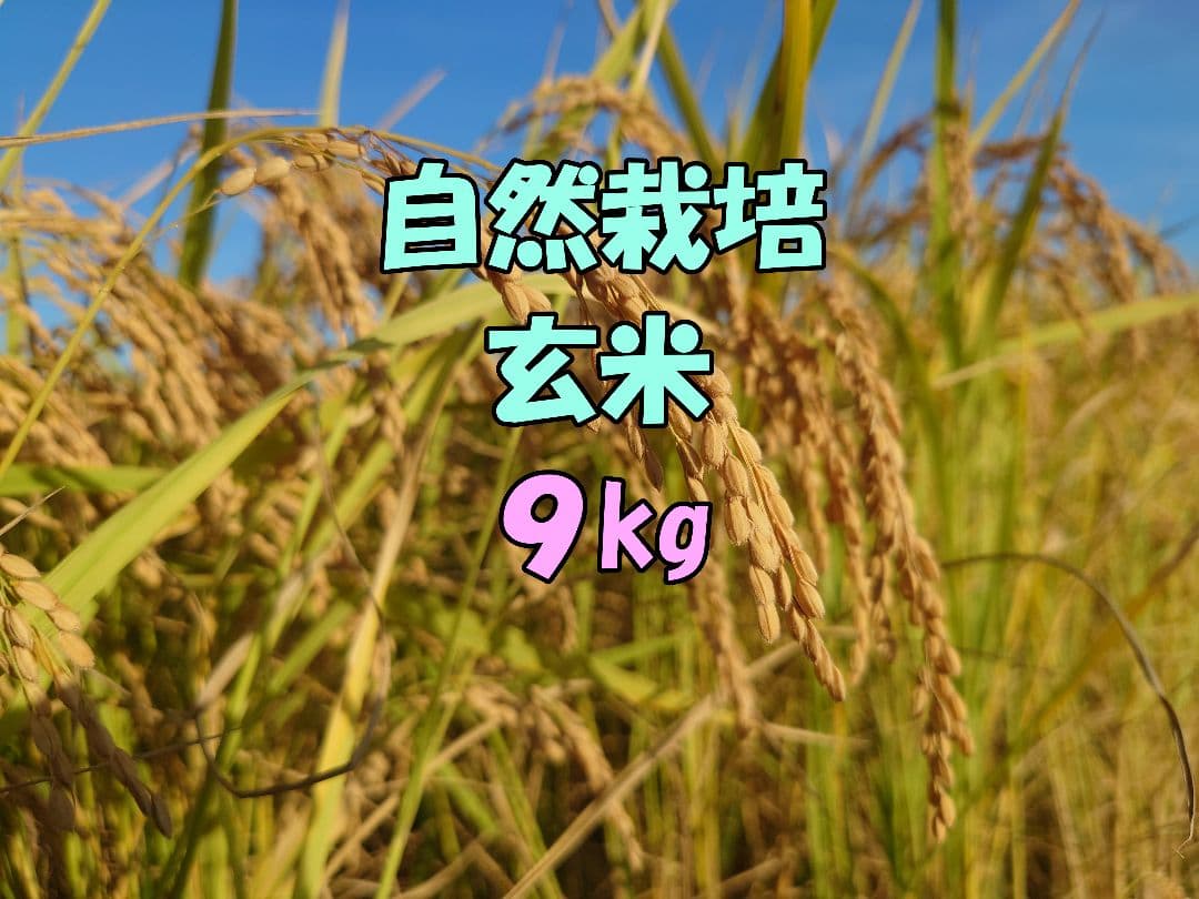 自然栽培 玄米 9kg 2025年産 コシヒカリ