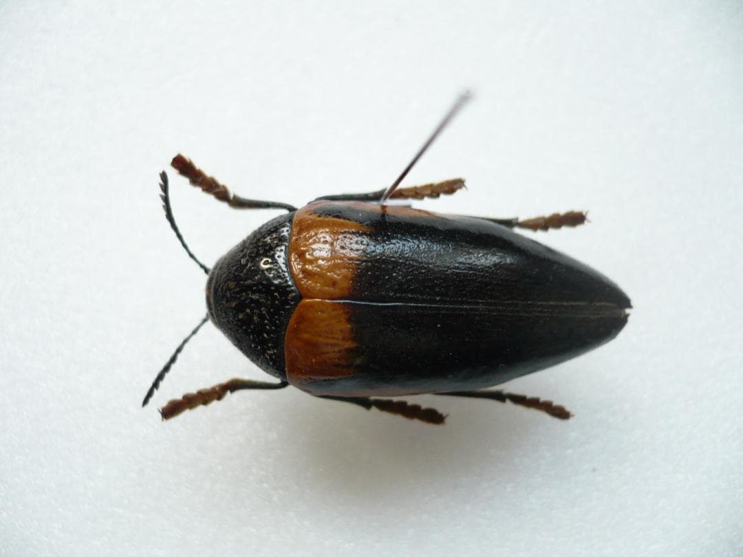 タンザニアのタマムシ Sternocera tricolor