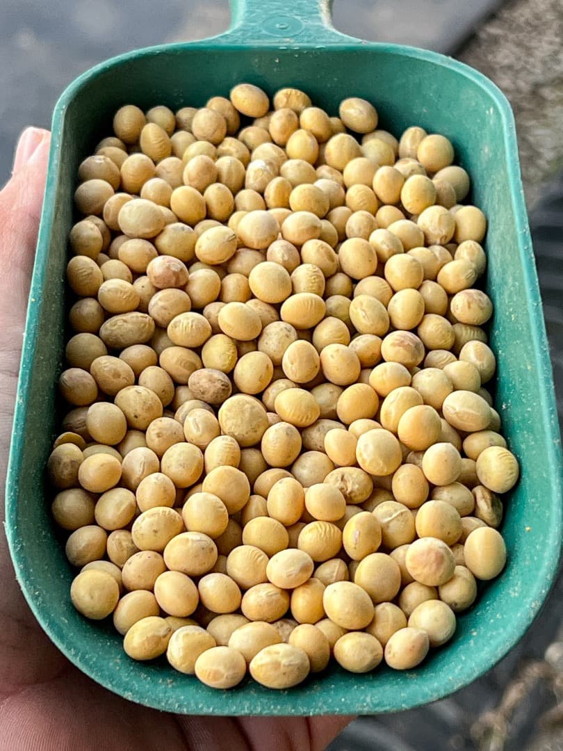 【農家直送】茨城県産大豆 里のほほえみ 20kg