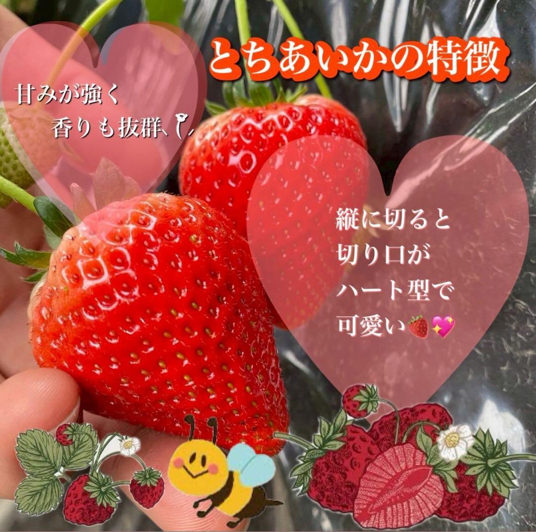 A級品 とちあいか いちご 25パック分　三田村様