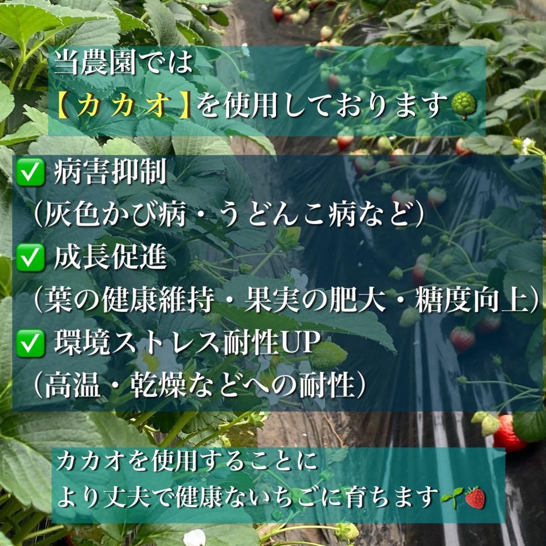 A級品 とちあいか いちご 25パック分　三田村様
