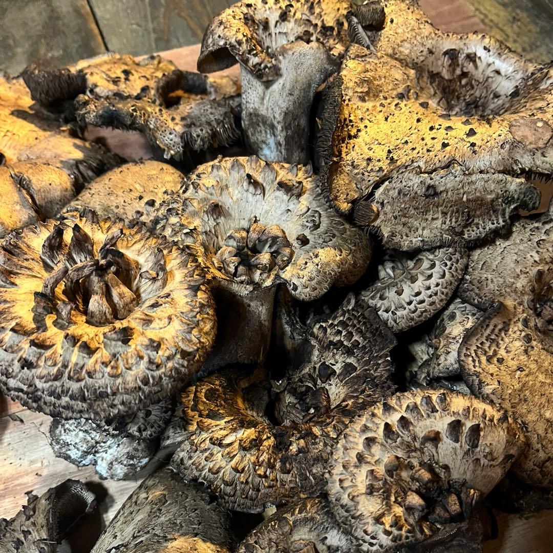 香茸　約1kg