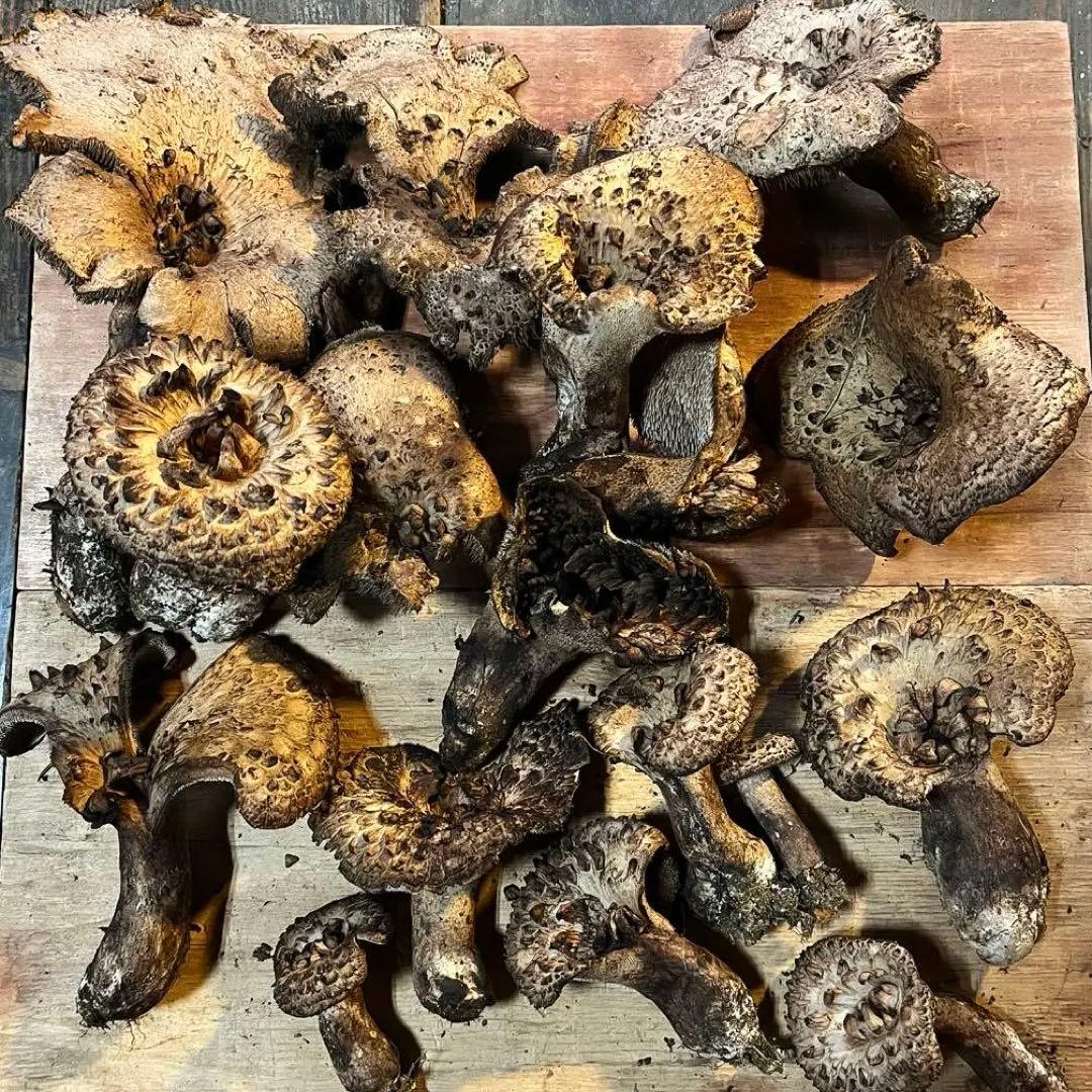 香茸　約1kg