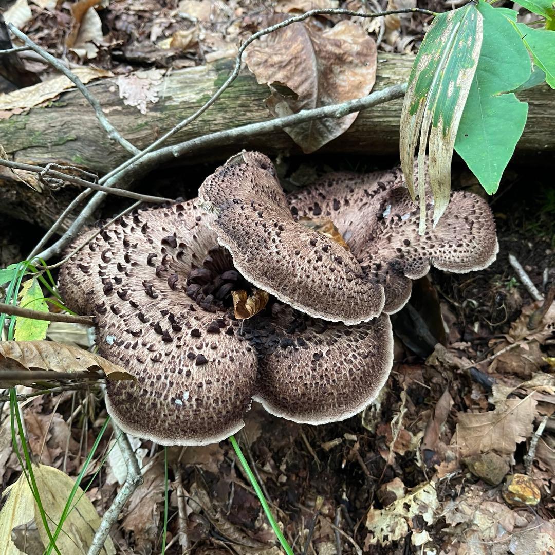 香茸　約1kg