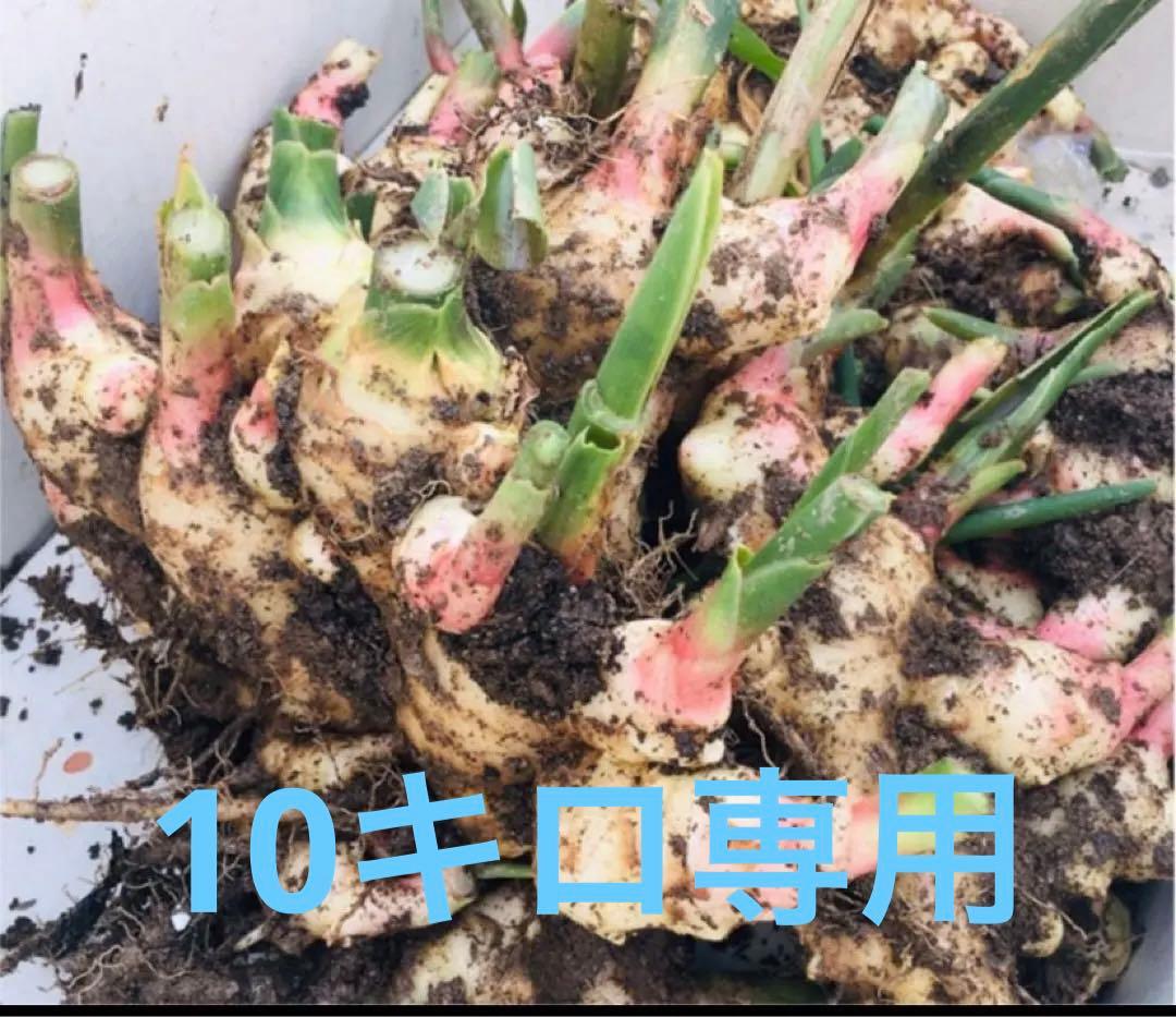 新生姜