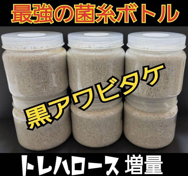 極上！黒アワビタケ菌糸瓶【12本】初令、2令に最適なサイズ！ニジイロクワガタに！