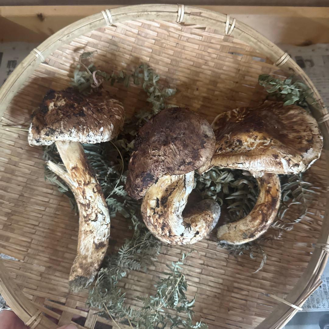 岩手県産松茸 傷、わけあり