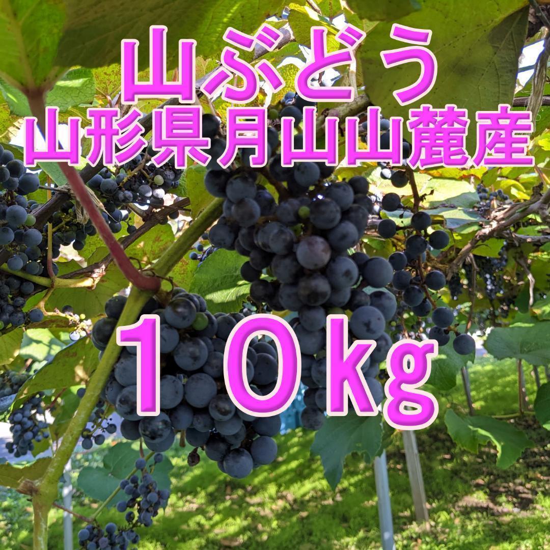 山ぶどう １０kg　山形県月山山麓産①