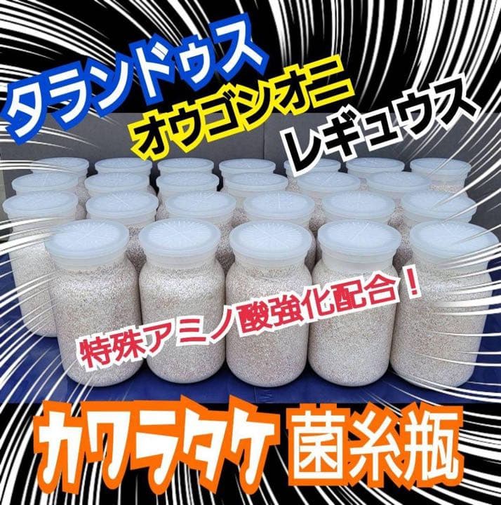 極上！カワラ菌糸瓶【8本】タランドゥス・オウゴンオニクワガタ・レギウスが巨大化！