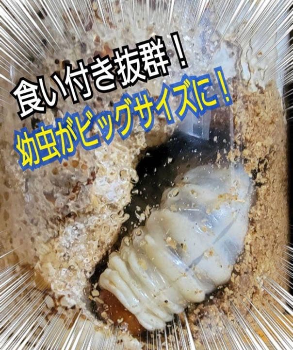 極上！カワラ菌糸瓶【8本】タランドゥス・オウゴンオニクワガタ・レギウスが巨大化！