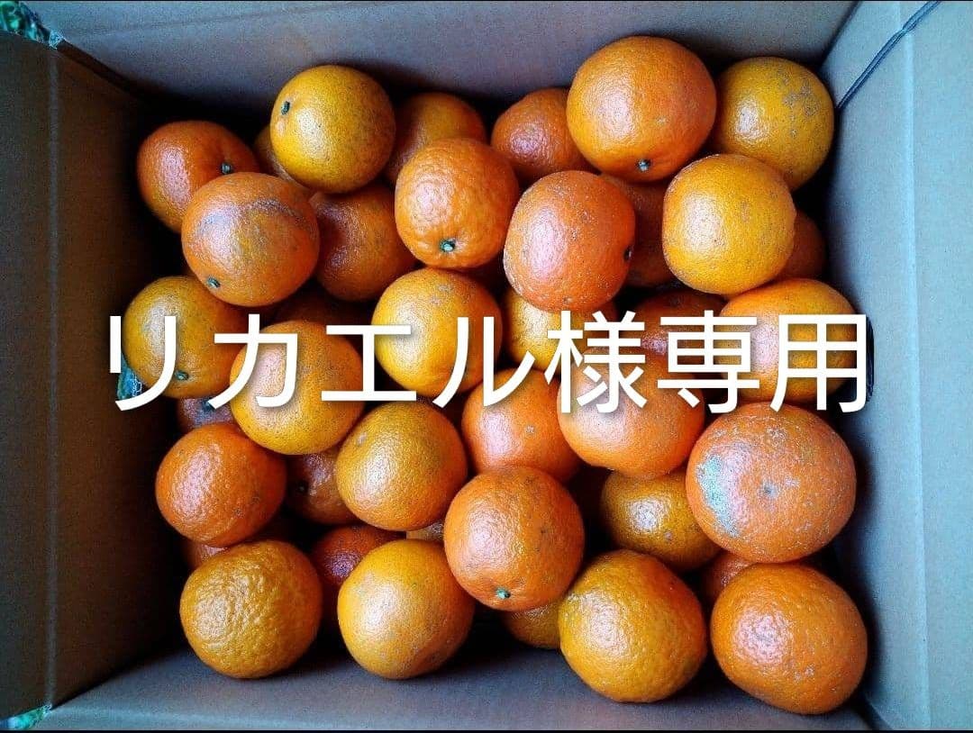 リカエル　屋久島たんかん L 20キロ