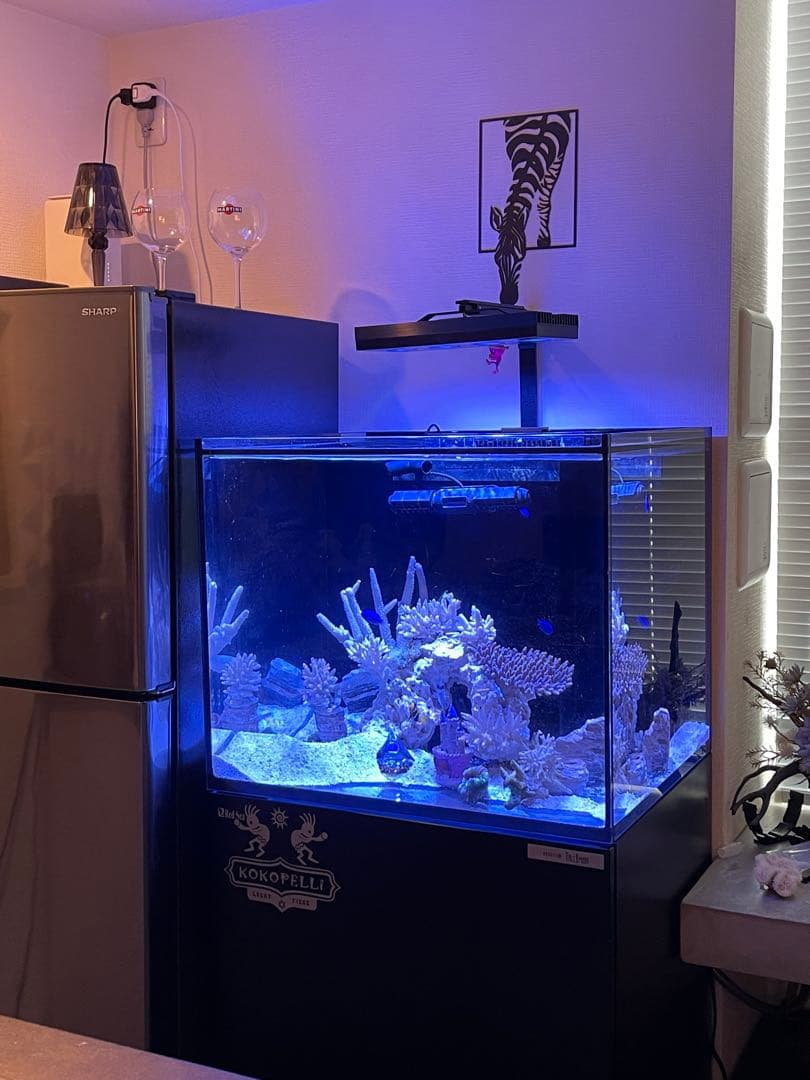 RedSea Reefer170 リーファー 美品　目黒区発送