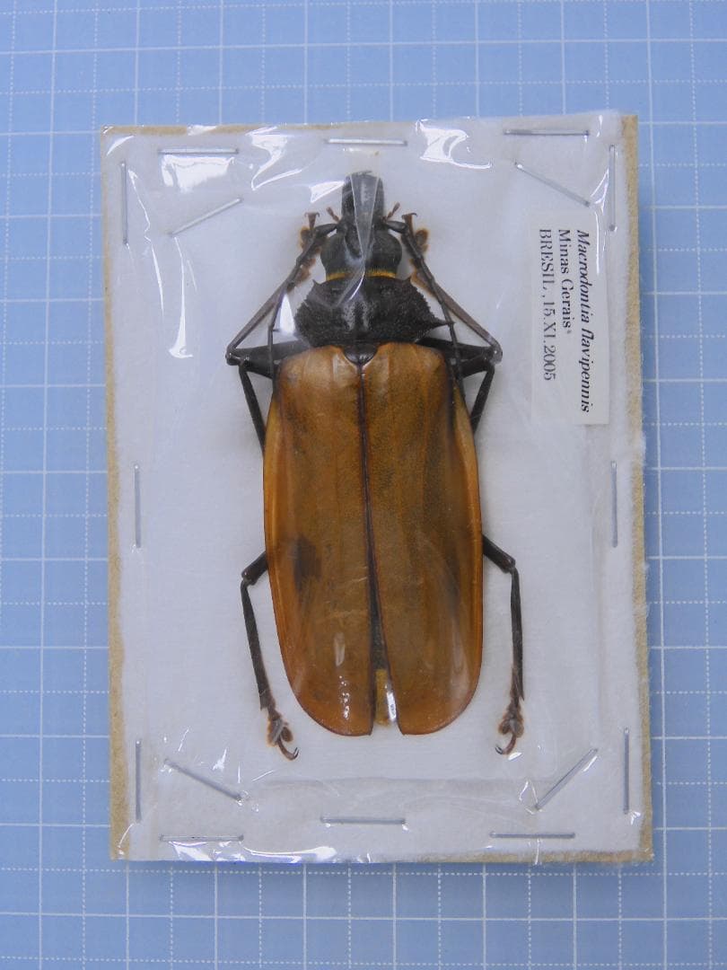 標本 Macrodontia flavipennis 61mm female
