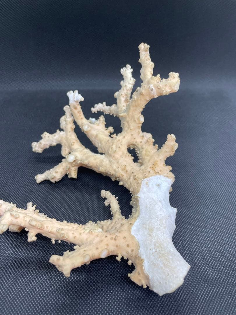 珊瑚原木