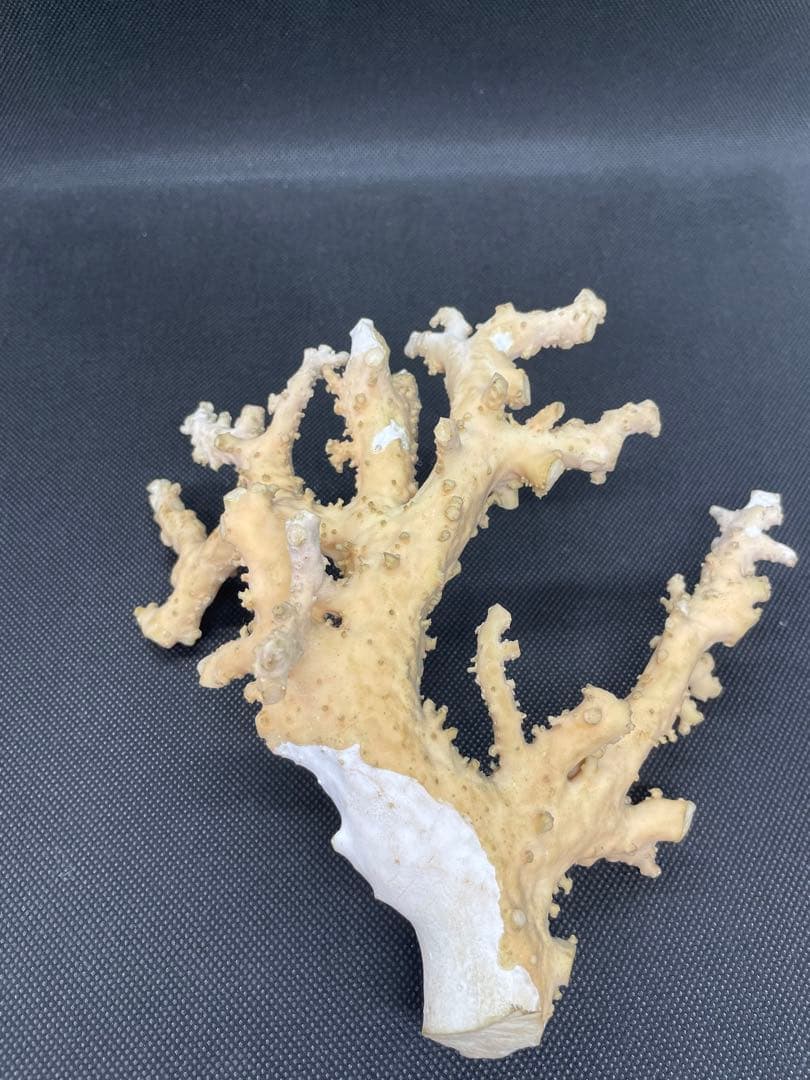 珊瑚原木